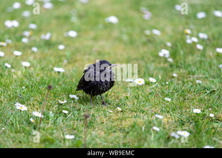 Nasse chick common Starling (Sturnus vulgaris), Lytham, Lancashire, England, Großbritannien Stockfoto