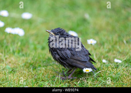 Nasse chick common Starling (Sturnus vulgaris), Lytham, Lancashire, England, Großbritannien Stockfoto