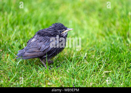 Nasse chick common Starling (Sturnus vulgaris), Lytham, Lancashire, England, Großbritannien Stockfoto