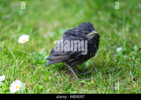 Nasse chick common Starling (Sturnus vulgaris), Lytham, Lancashire, England, Großbritannien Stockfoto