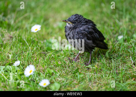 Nasse chick common Starling (Sturnus vulgaris), Lytham, Lancashire, England, Großbritannien Stockfoto