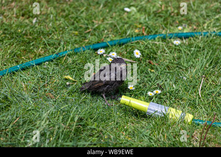 Nasse chick common Starling (Sturnus vulgaris) trinken aus einem Gartenschlauch Wasser, Lytham, Lancashire, England, Großbritannien Stockfoto