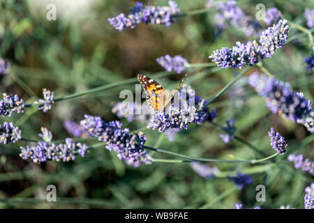 Painted Lady in Lavandula (Lavendel) Lytham, Lancashire, England, Großbritannien Stockfoto