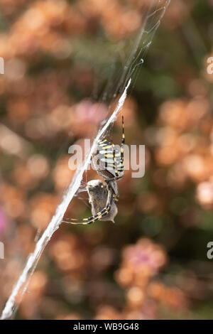 Wasp spider (Argiope Bruennichi) im Web unter Heather mit Beute in Seide eingewickelt, Surrey, Großbritannien Stockfoto