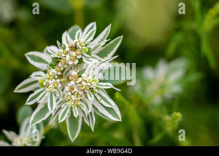 Euphorbia Marginata (Schnee auf dem Berg) wild wachsenden Stockfoto