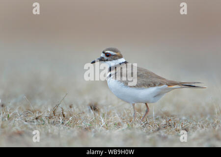 Killdeer (Charadrius vociferus) im Gras Feld an der Jones State Park, New York Stockfoto