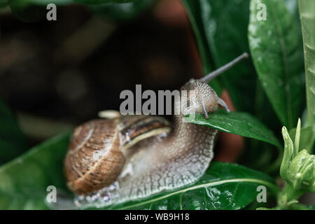 Closeup schoss der Schnecke auf dem Weg zur grünen Blatt Stockfoto