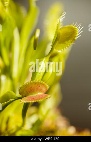 Mehrere Venus Fly Traps öffnen, warten auf das Essen Stockfoto