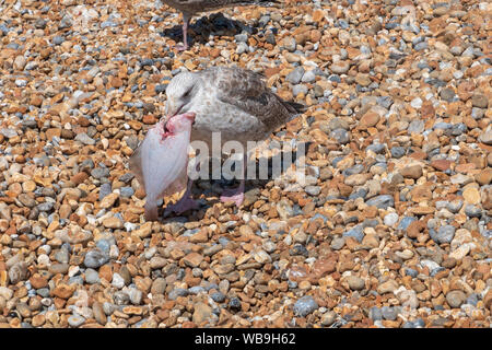 Jungtiere Heringsmöwe mit Flachfisch, Hastings, East Sussex, UK Stockfoto