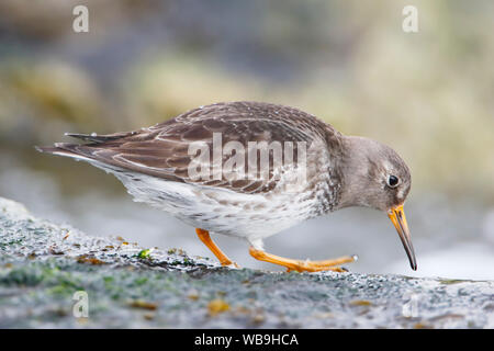 Meerstrandläufer (Calidris maritima) auf Rock bei Barnegat Jetty, New Jersey, USA Stockfoto