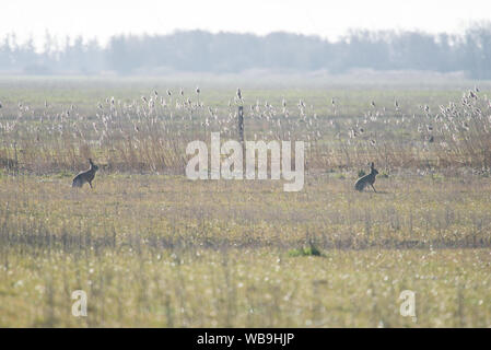 Europäische hase Lepus europaeus Sitzen auf einem Feld am Morgen mit Hintergrundbeleuchtung Stockfoto