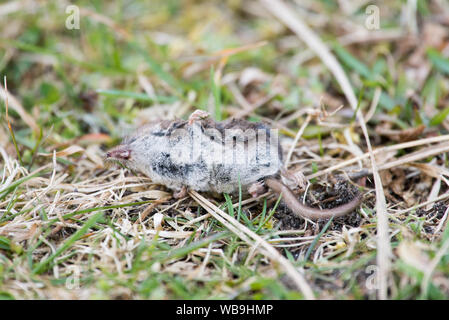 Tot gemeinsame Spitzmaus, Sorex araneus auf einer Wiese als aus dem Bauch gesehen Stockfoto