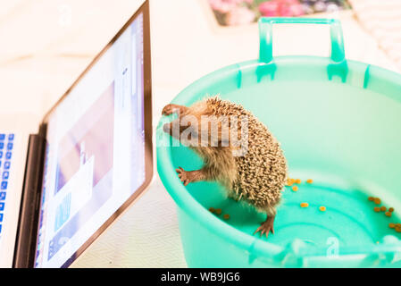 Betrieb Igel! Der Igel gerettet nach in ein Haus wandern Stockfoto