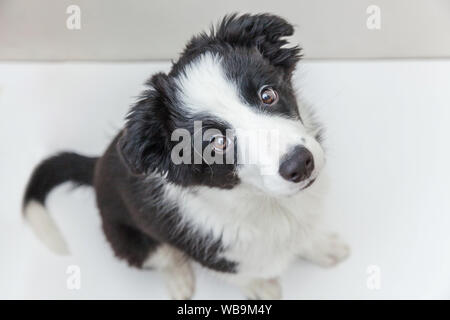 Lustige studio Portrait von niedlichen smilling Welpe Hund Border Collie auf weißem Hintergrund. Neue schöne Mitglied der Familie kleiner Hund gucken und Warten Stockfoto