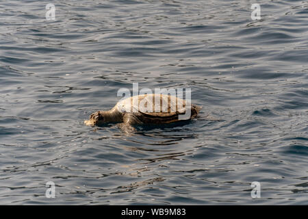 Tote Schildkröte mit Kopf mit Boot Propeller cut-Tierrechte Grausamkeit Stockfoto