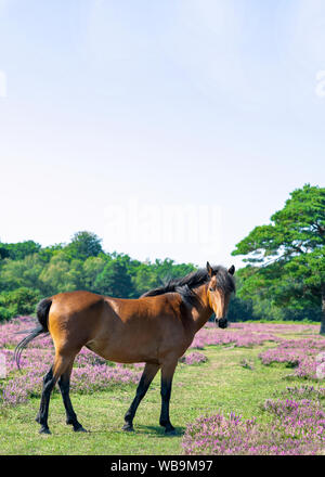 Vertikale Bild von Kastanie Pferd aus dem New Forest mit Heather im Hintergrund, halb leer für Kopie Raum, Text ideal für Poster Stockfoto