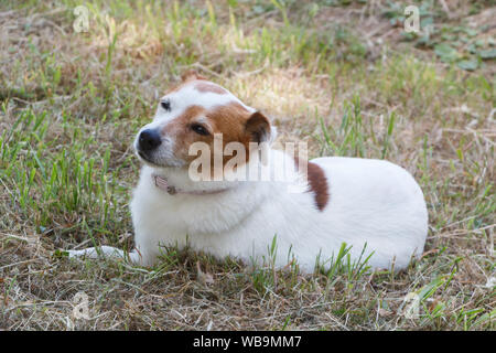 Jack Russel Terrier Hund im Garten Stockfoto