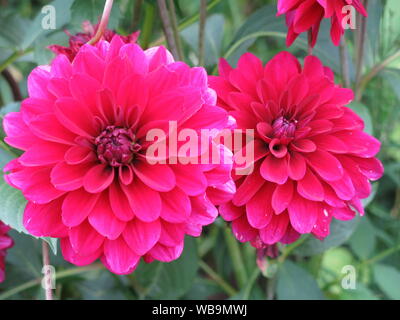 Ein paar tief rosa/rot Dahlia Blumen in voller Blüte; das staudenbeet von einem Englischen Garten im August 2019 Stockfoto