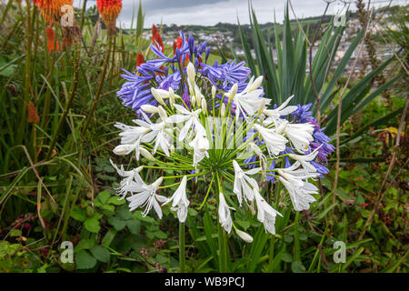 Zwei Köpfe von Agapanthus auf Blumenbeet Stockfoto