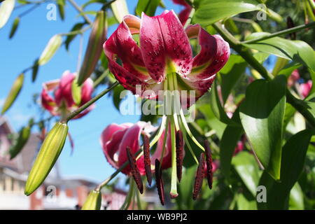 Tiger Lily (Miss Feya Turban Lily) in einem Glebe Garten, Ottawa, Ontario, Kanada. Stockfoto