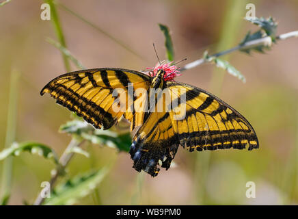 Ein doppelter Schwalbenschwanz Schmetterling trinken Pollen aus einem Desert Flower. Seine unteren Flügel wurden stark beschädigt, aber er ist immer noch überleben. Stockfoto