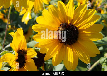 Viele Hummeln (Bombus Impatiens) auf vielen Sonnenblumen. Bienen beschäftigt. Stockfoto