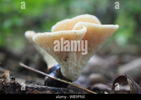 Schweinsohren (Gomphus clavatus) Pilz in einem Wald außerhalb von Osgoode, Ontario, Kanada. Stockfoto