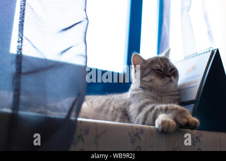 Scottish Straight. Süße Katze Porträt, glücklich, pet. Stockfoto