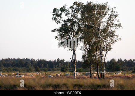 Schafherde in der nationalen Reserve trabrechtse Heide' mit Torf, Moor und blühende Heide, Niederlande Stockfoto