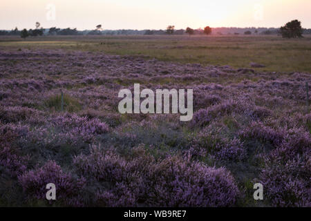 Blühende Heide bei Sonnenuntergang an der trabrechtse Heide', Naturschutzgebiet in den Niederlanden Stockfoto