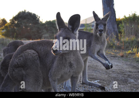 Kängurus in einem Wohngebiet Hinterhof von Valla Beach, NSW, Australien. Diese roos sind wild aber ziemlich zahm. Stockfoto