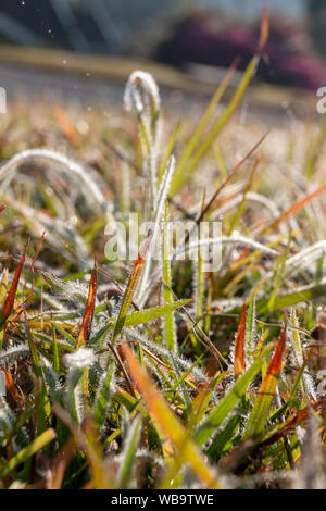 Eine Nahaufnahme der langen Flügel der grünen Gras im Tau auf einem frühen Winter Tag abgedeckt Stockfoto