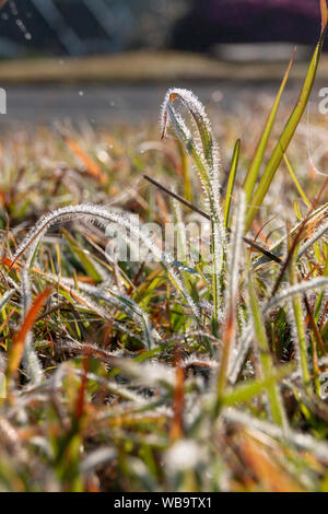 Eine Nahaufnahme der langen Flügel der grünen Gras im Tau auf einem frühen Winter Tag abgedeckt Stockfoto