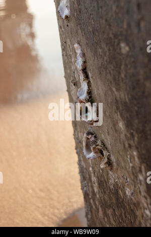 Eine Nahaufnahme der rankenfußkrebse an der Seite eines konkreten Piller am Strand Stockfoto