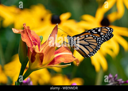 Ein monarch butterfly Fütterung auf ein orange Doppel Tag Lily in einem Garten in Spekulant, NY, USA Stockfoto