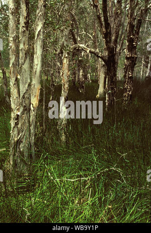 Paperbark Sumpf (Melaleuca sp.), Deepwater National Park, Queensland, Australien Stockfoto