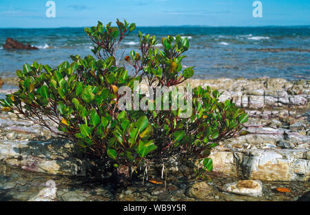 Club Mangrove (Aegialitis Annulata), im Gegensatz zu anderen Mangroven, keine luftwurzeln. Große Woody Island, Great Sandy National Park, Queensland, Aust Stockfoto