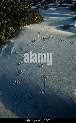 Strand mit dickem Knie (Esacus magnirostris), Spuren über Weiße Düne. Dr Mays Insel, burrum Coast National Park, Queensland, Australien Stockfoto