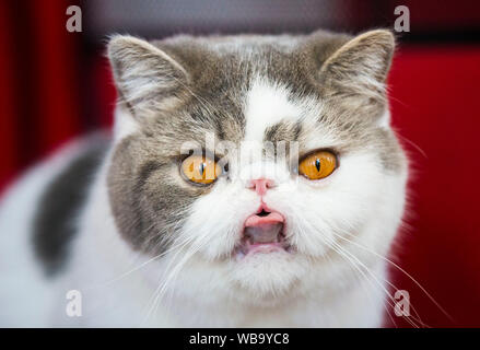 Toronto, Kanada. 25 Aug, 2019. Ein Haustier Katze ist während der Katze zeigen der 2019 kanadische nationale Ausstellung in Toronto, Kanada, am 12.08.25, 2019 gesehen. Mehr als 100 pet Katzen über Ontario wurden in der Anzeige und den Wettbewerb am Sonntag präsentiert. Credit: Zou Zheng/Xinhua Stockfoto