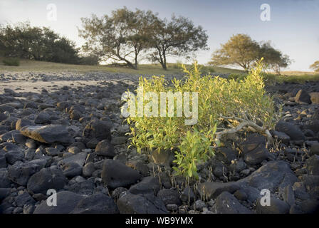 Graue Mangrove (Avicennia marina), mehr zu Hause in den Schlamm der Gezeiten Flussmündungen, diesem kümmerlichen Grey mangrove Kämpfe auf einem felsigen zu überleben und freiliegenden s Stockfoto