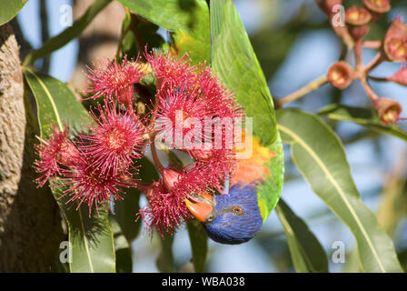 Rainbow lorikeet (trichoglossus Moluccanus), Fütterung auf Swamp bloodwood Blossom (Eucalyptus ptychocarpa). Bundaberg, Queensland, Australien Stockfoto