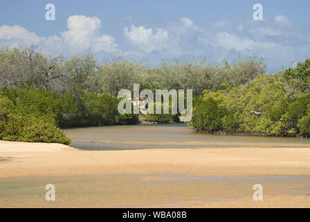 Gezeiten Creek, gesäumt mit Mangroven und Küsten Sie - Eiche (Casuarina equisetifolia). Burnett Coast, Queensland, Australien Stockfoto