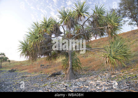 Thatch screwpine (Pandanus tectorius), Hardy sand- und salztolerante Pflanzen. Woongarra Marine Park, Queensland, Australien Stockfoto