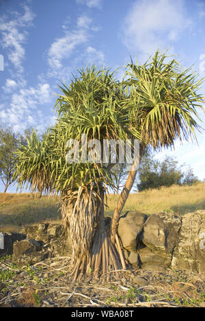 Thatch screwpine (Pandanus tectorius), tritt ab Mitte New South Wales Küste nördlich durch Indonesien und auf den Inseln des Pazifik, wächst an Beac Stockfoto