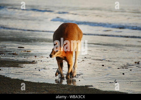 Östlichen grauen Känguruhs (Macropus giganteus), in der Gruppe am Strand. Cape Hillsborough National Park, Queensland, Australien Stockfoto