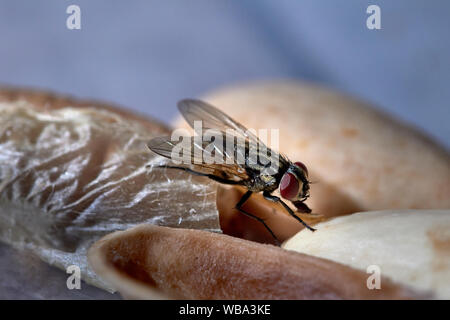 Nahaufnahme der Gemeinsamen House-Fly Stockfoto