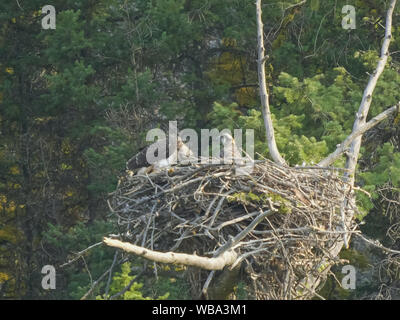 Junge Fischadler auf einem Nest Kratzer den Kopf in Yellowstone Stockfoto