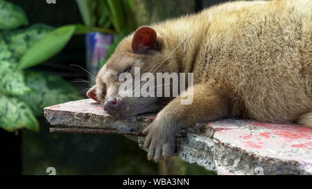 Nahaufnahme eines schlafenden luwak in einem Café am Tanah Lot Tempel Stockfoto