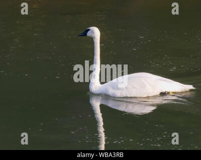 Ein trompeter Schwan in Yellowstone National Park Stockfoto