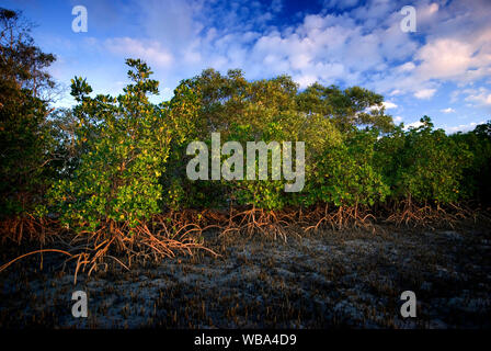 Stelzenläufer verwurzelt Mangroven (Rhizophora Stylosa), bei Ebbe. Theodolit Creek, Kinkuna Abschnitt, burrum Coast National Park, in der Nähe von Bundaberg, Queensland Stockfoto